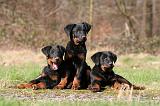 BEAUCERON - PUPPIES 396